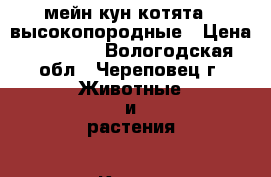 мейн кун котята , высокопородные › Цена ­ 10 000 - Вологодская обл., Череповец г. Животные и растения » Кошки   . Вологодская обл.